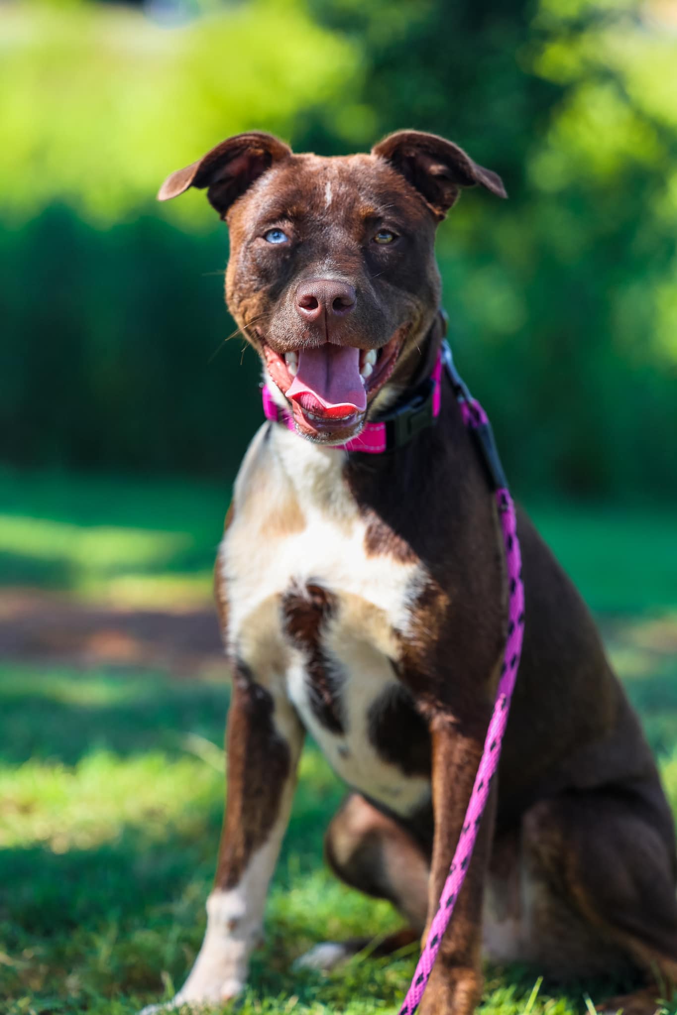 adoptable Dog in Greenville, SC named Elodie