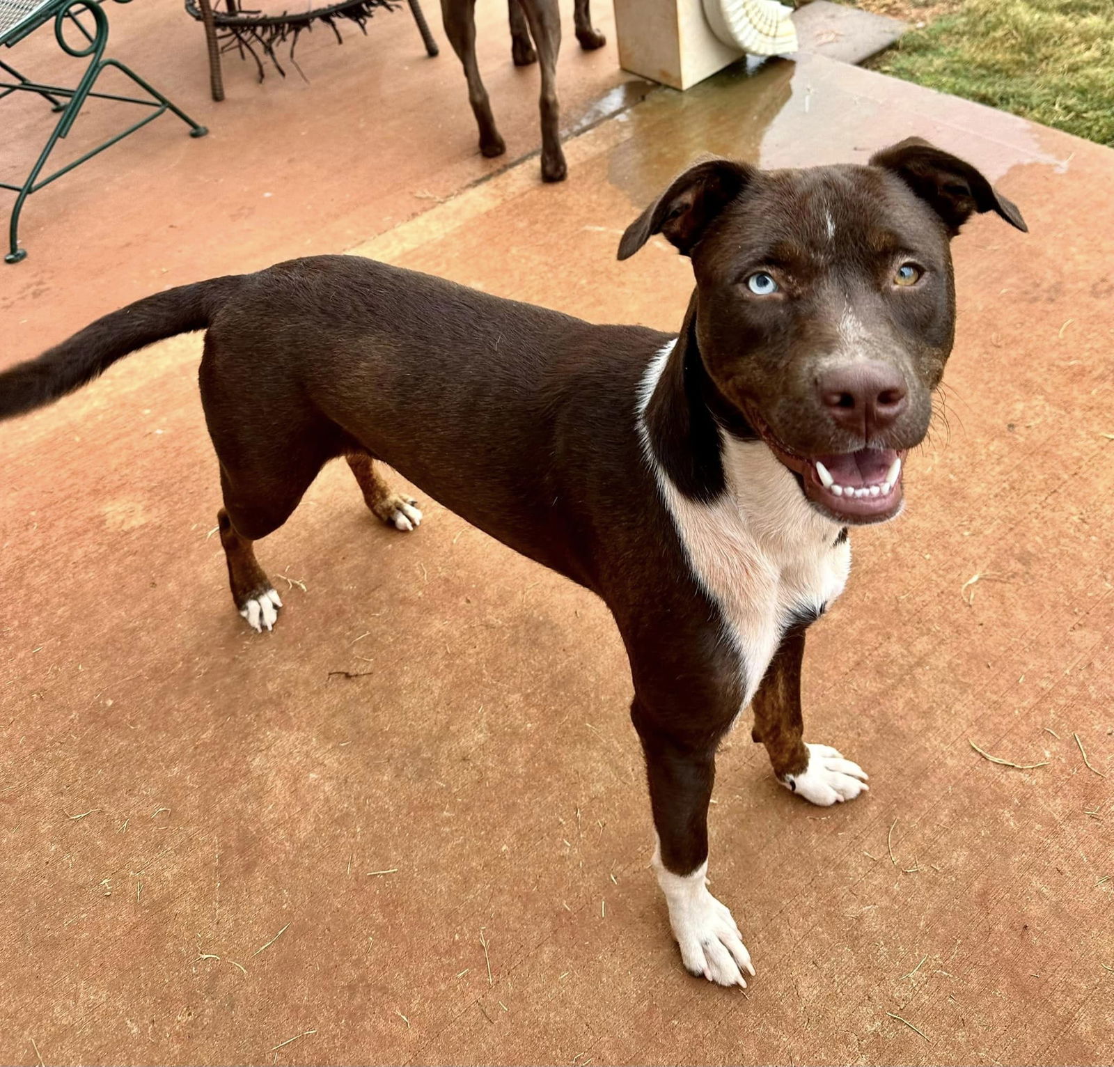 adoptable Dog in Greenville, SC named Elodie