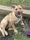 adoptable Dog in greenville, SC named Eiffel