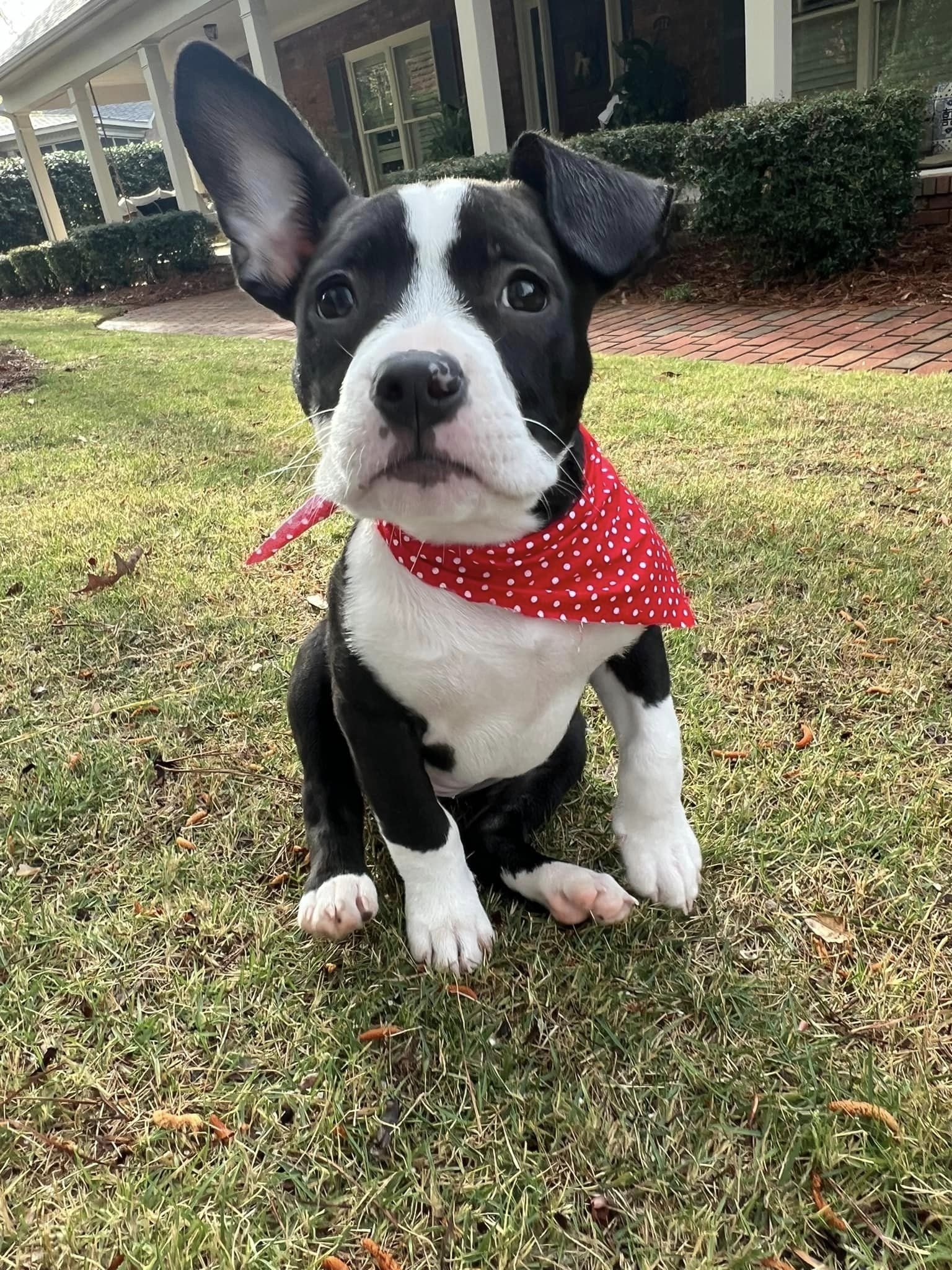 adoptable Dog in Greenville, SC named Puppa