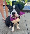 adoptable Dog in gree, SC named Puppa