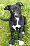 adoptable Dog in greenville, SC named Shandy