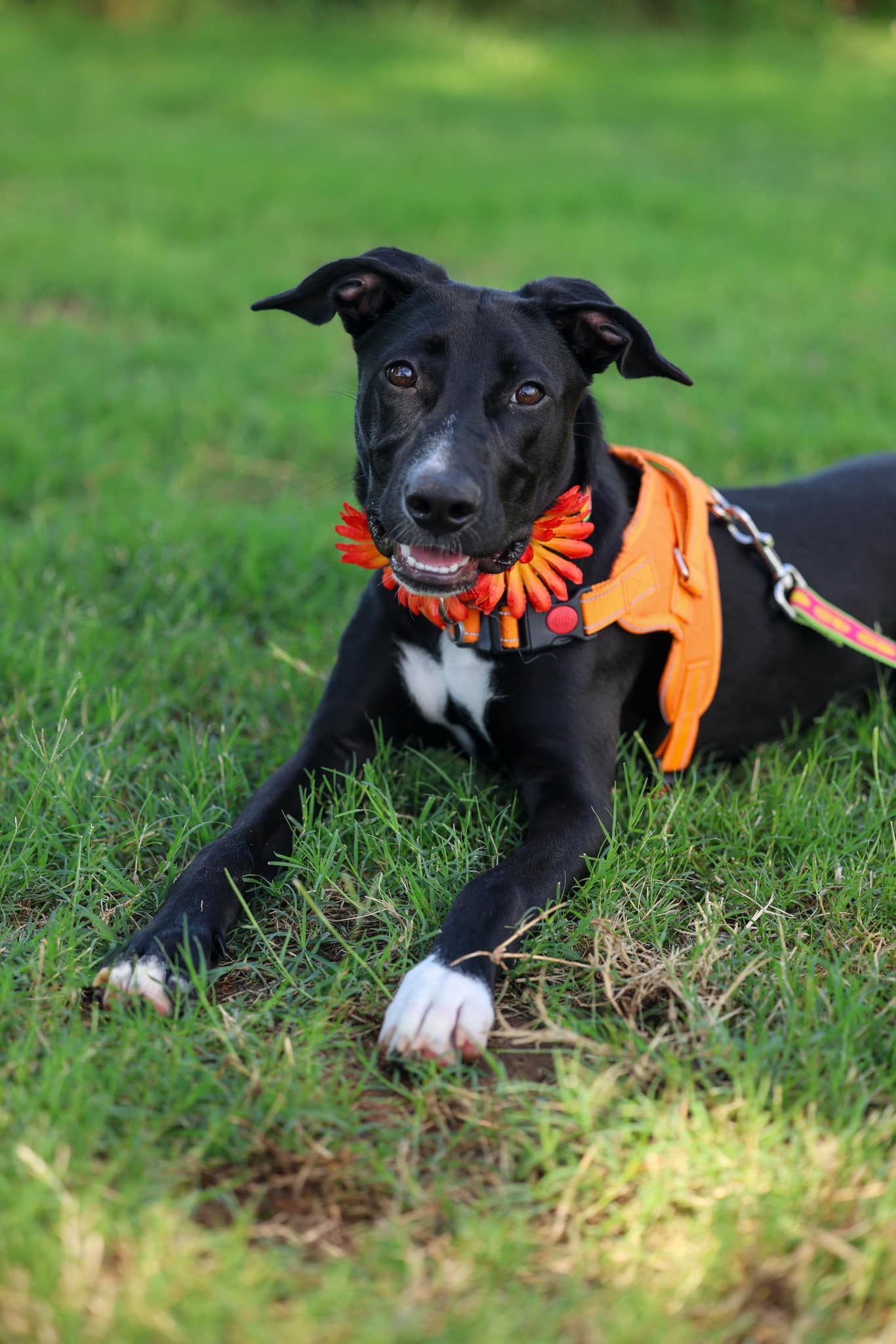 adoptable Dog in Greenville, SC named Shandy