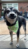 adoptable Dog in greenville, SC named Frankie