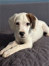 adoptable Dog in greenville, sc, SC named Kronk