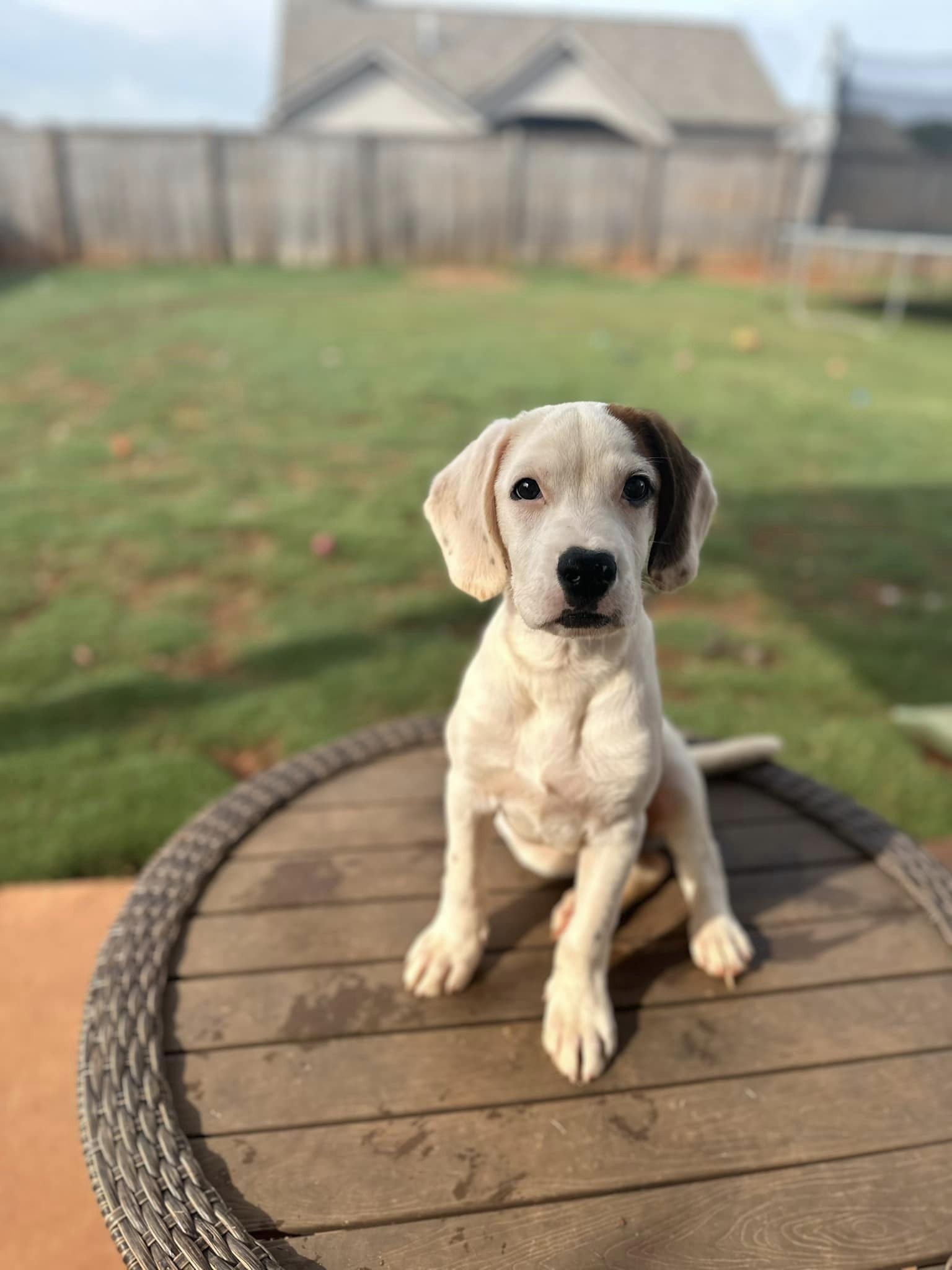 adoptable Dog in Greenville, SC named Kronk