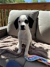 adoptable Dog in gree, SC named Kuzco