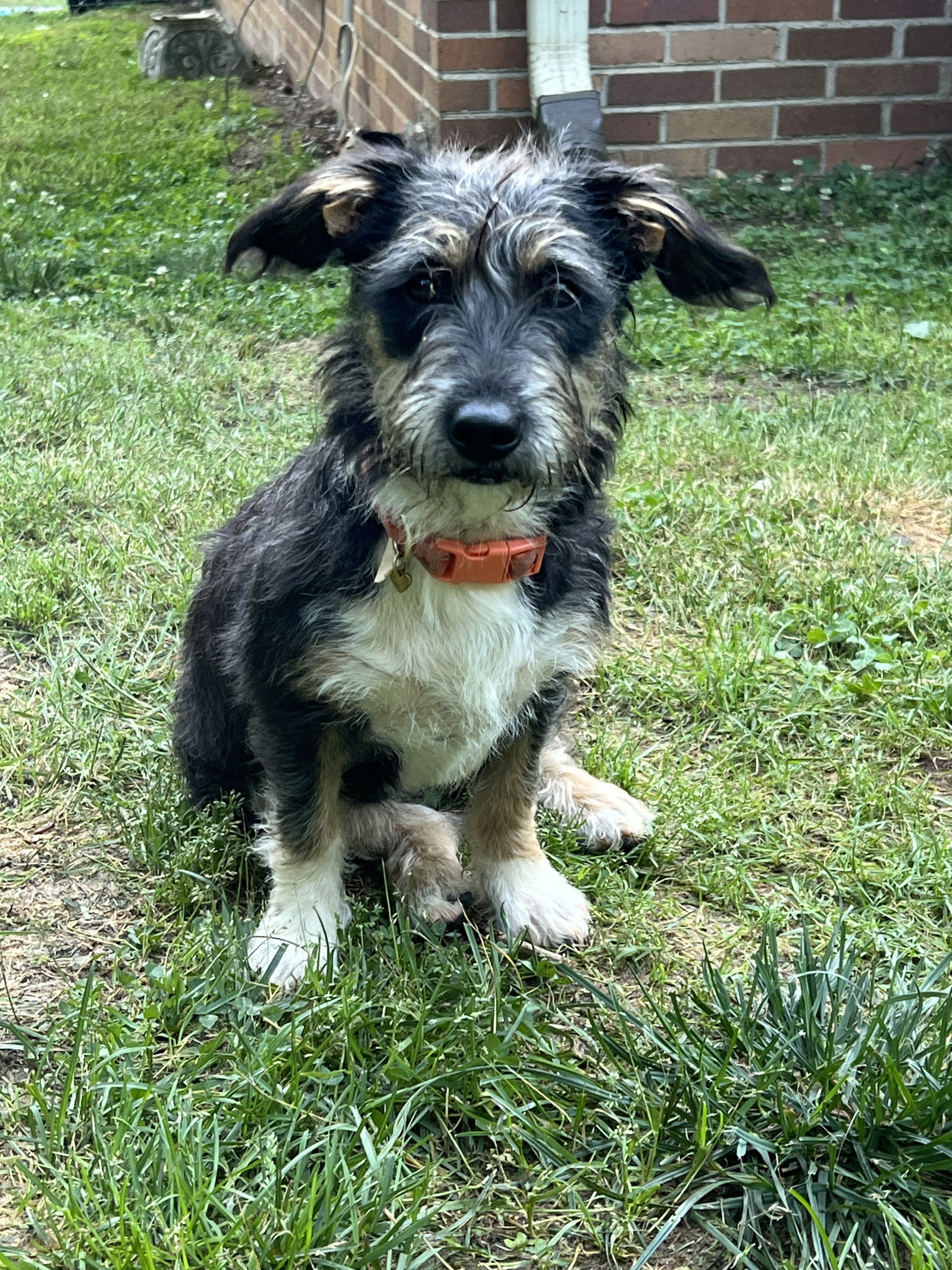 adoptable Dog in Greenville, SC named Lilibet