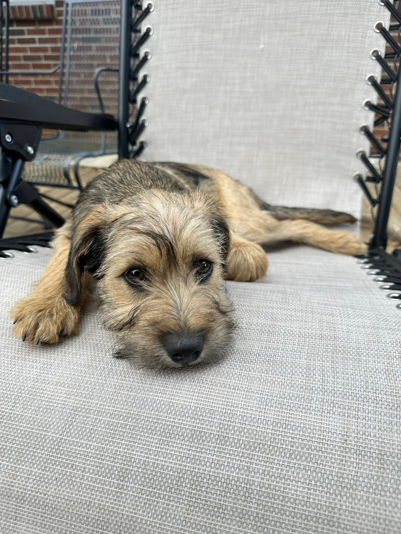 Dog adoption in Greenville, SC 29607 Terrier / Mixed Dog "Whip"