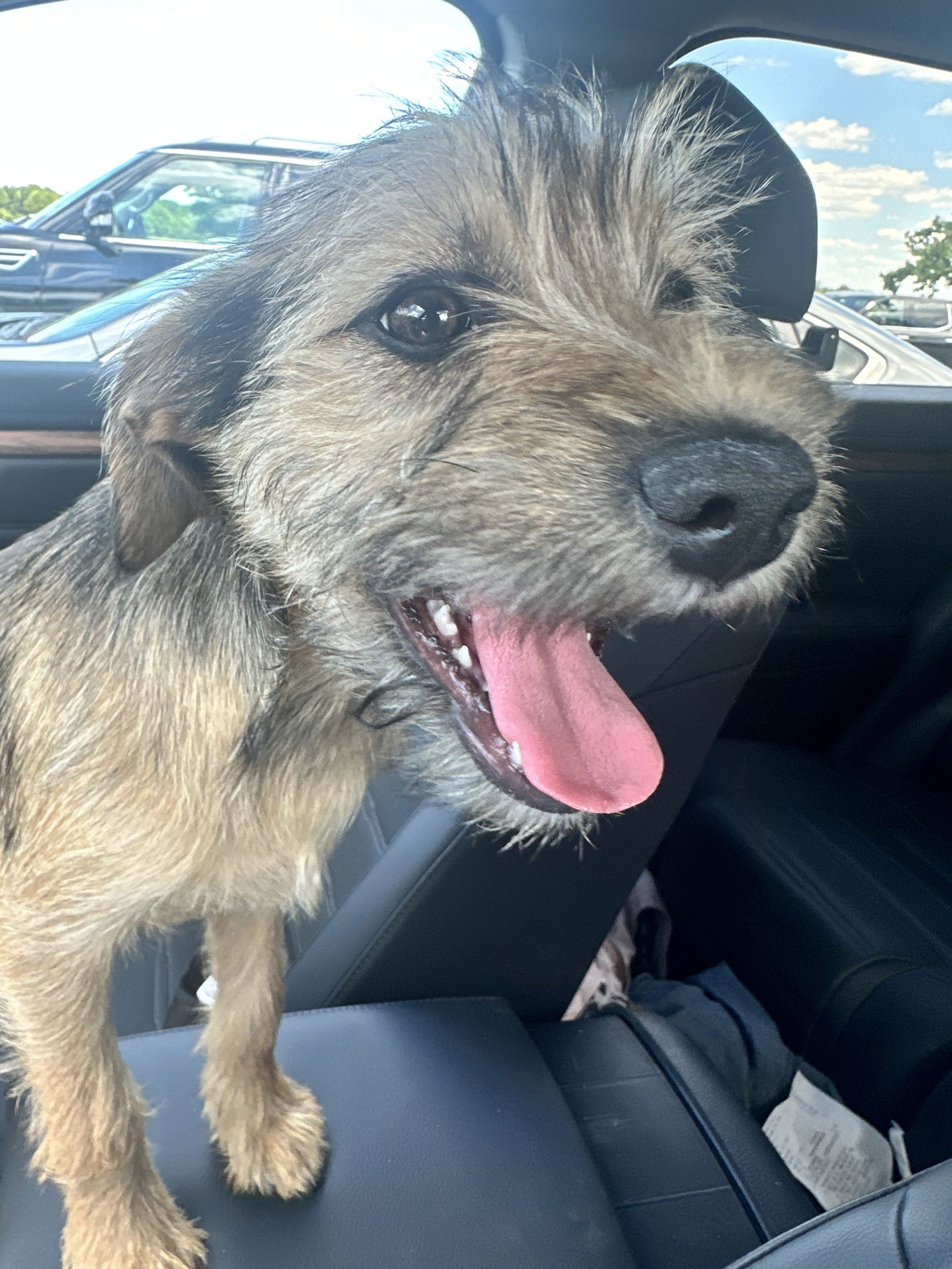 Dog for Adoption - Whip, a Terrier in Clemson, SC | Alpha Paw