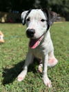 adoptable Dog in Greenville, SC named Forrest