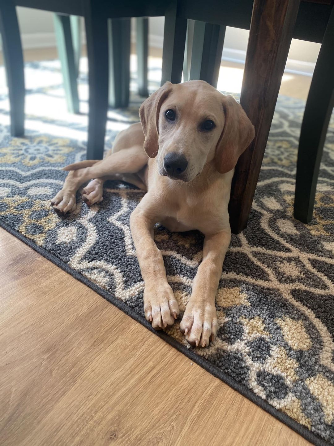 Dog for Adoption Custard, a Retriever in Pickens County, SC Alpha Paw