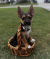 adoptable Dog in Greenville, IL named Penguin