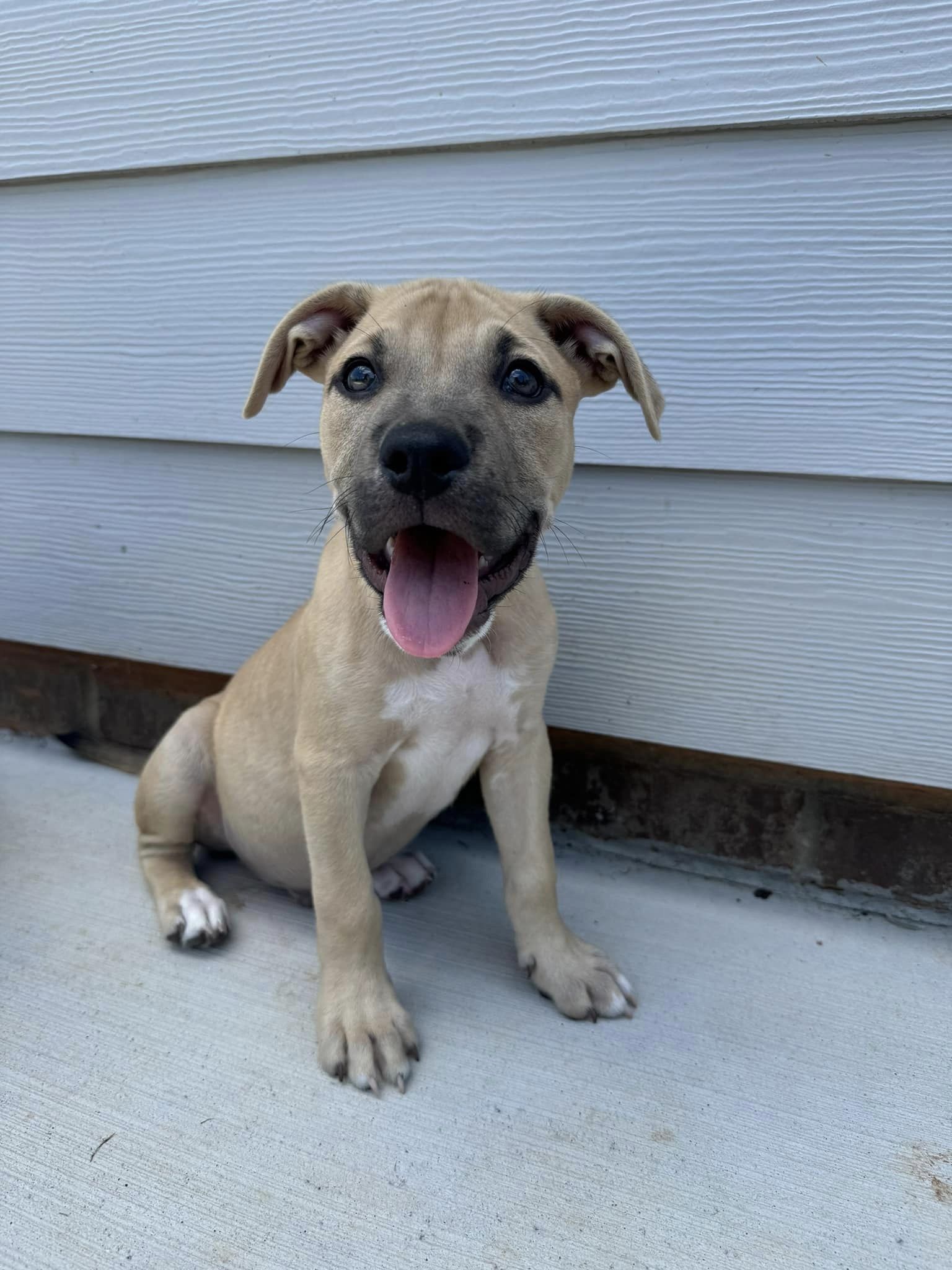 adoptable Dog in Greenville, SC named RayRay