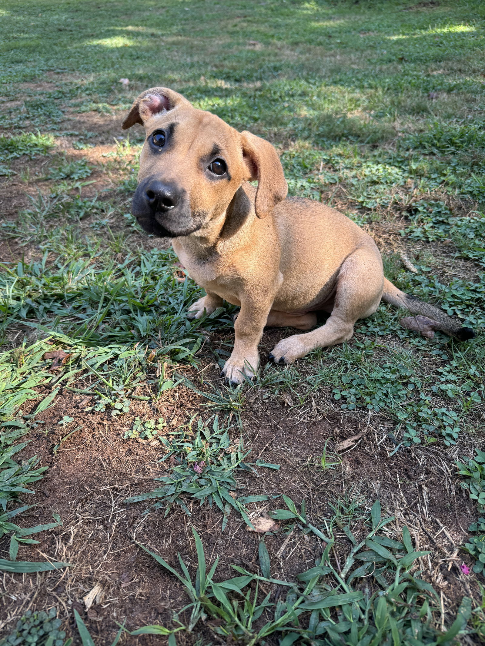 adoptable Dog in Greenville, SC named Ford