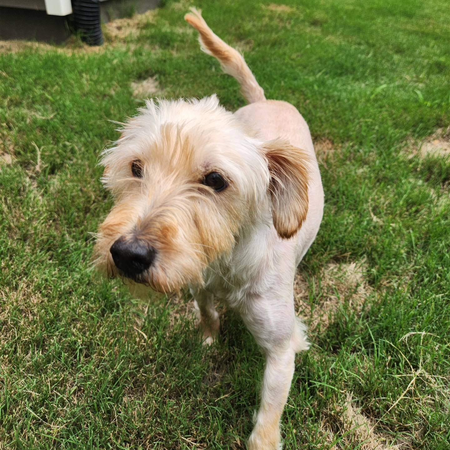 adoptable Dog in Greenville, SC named Amara