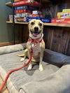 adoptable Dog in  named Lady Bird