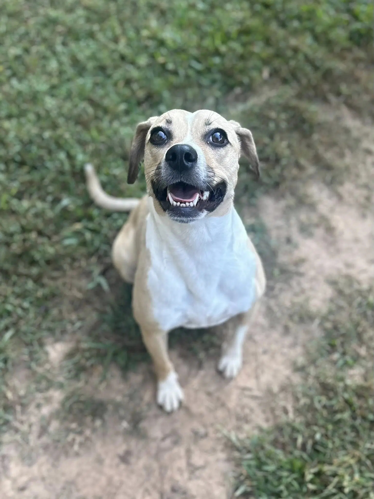 Lady Bird - Beagle