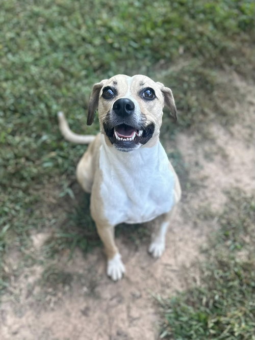 LADY BIRD - Beagle available for adoption