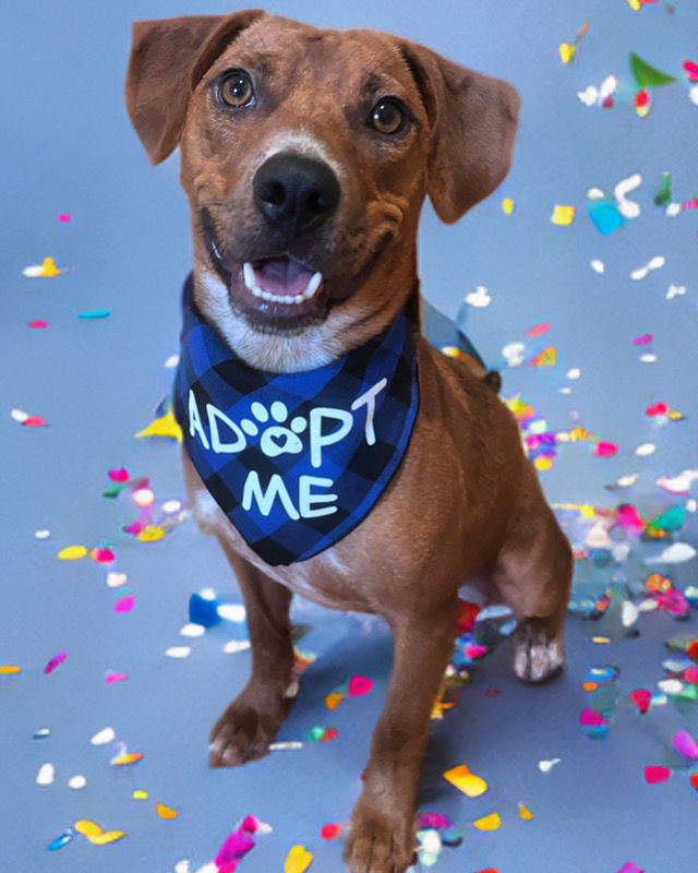 adoptable Dog in Greenville, SC named Tribble