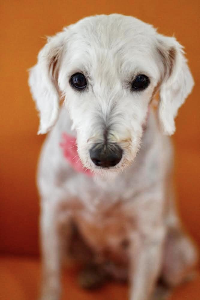 adoptable Dog in Greenville, SC named Rapunzel