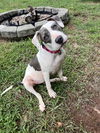 adoptable Dog in , SC named Jazzy Gal