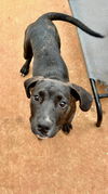 adoptable Dog in , SC named Tinta