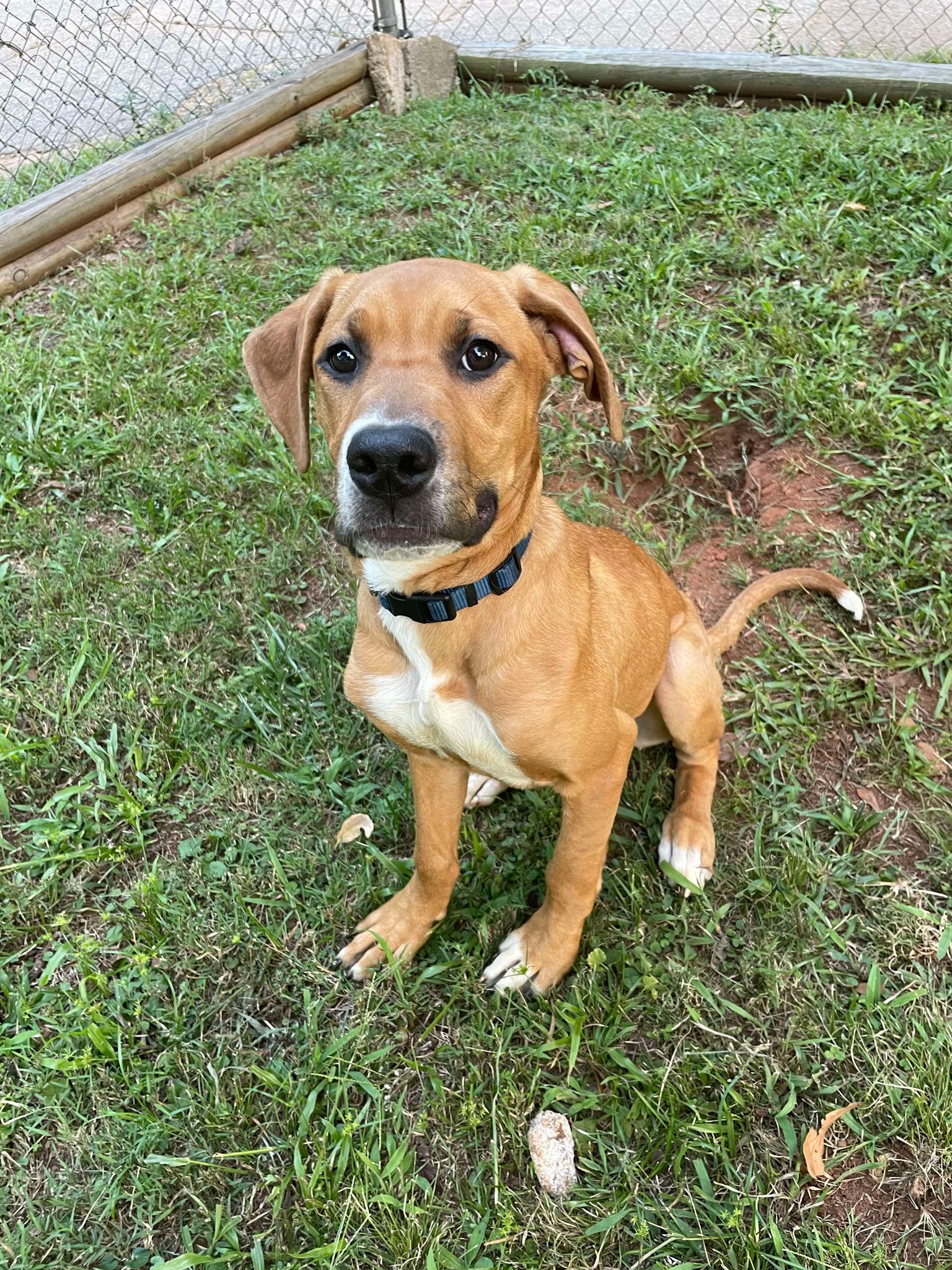 adoptable Dog in Greenville, SC named Canela