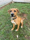 adoptable Dog in , SC named Canela