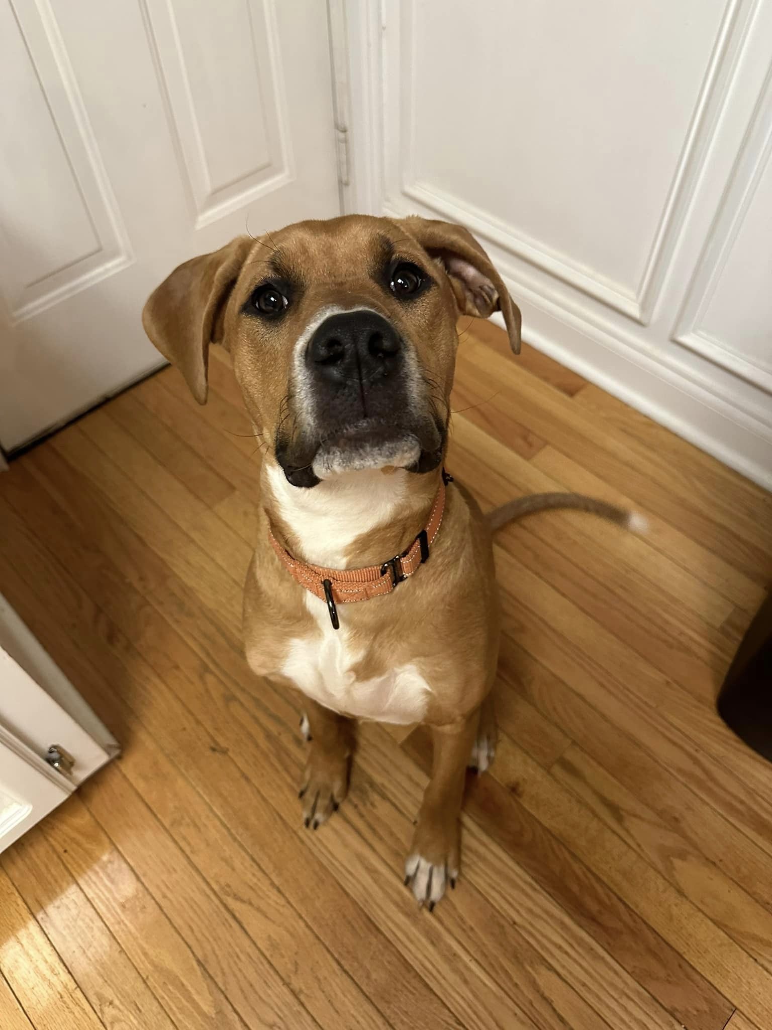 adoptable Dog in Greenville, SC named Canela