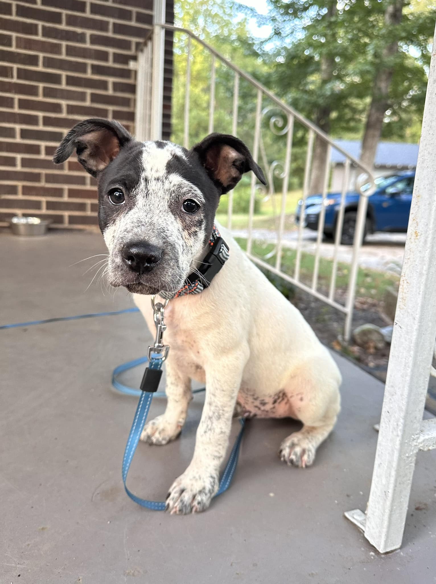 adoptable Dog in Greenville, SC named Hyrim