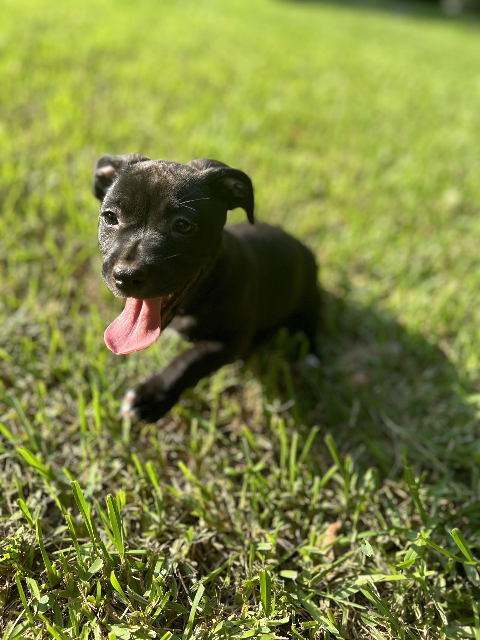 adoptable Dog in Greenville, SC named Cookie Cake