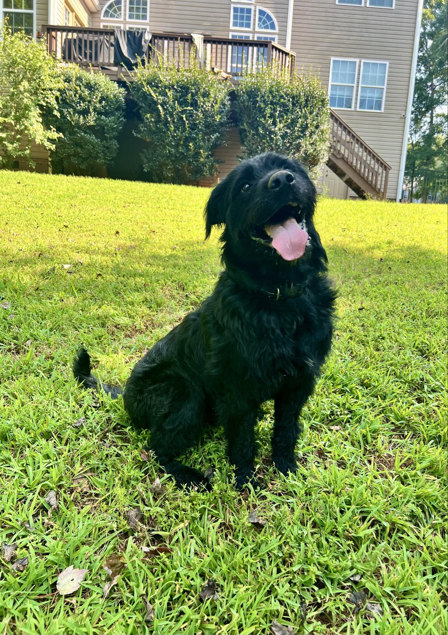 adoptable Dog in Greenville, SC named Cassian