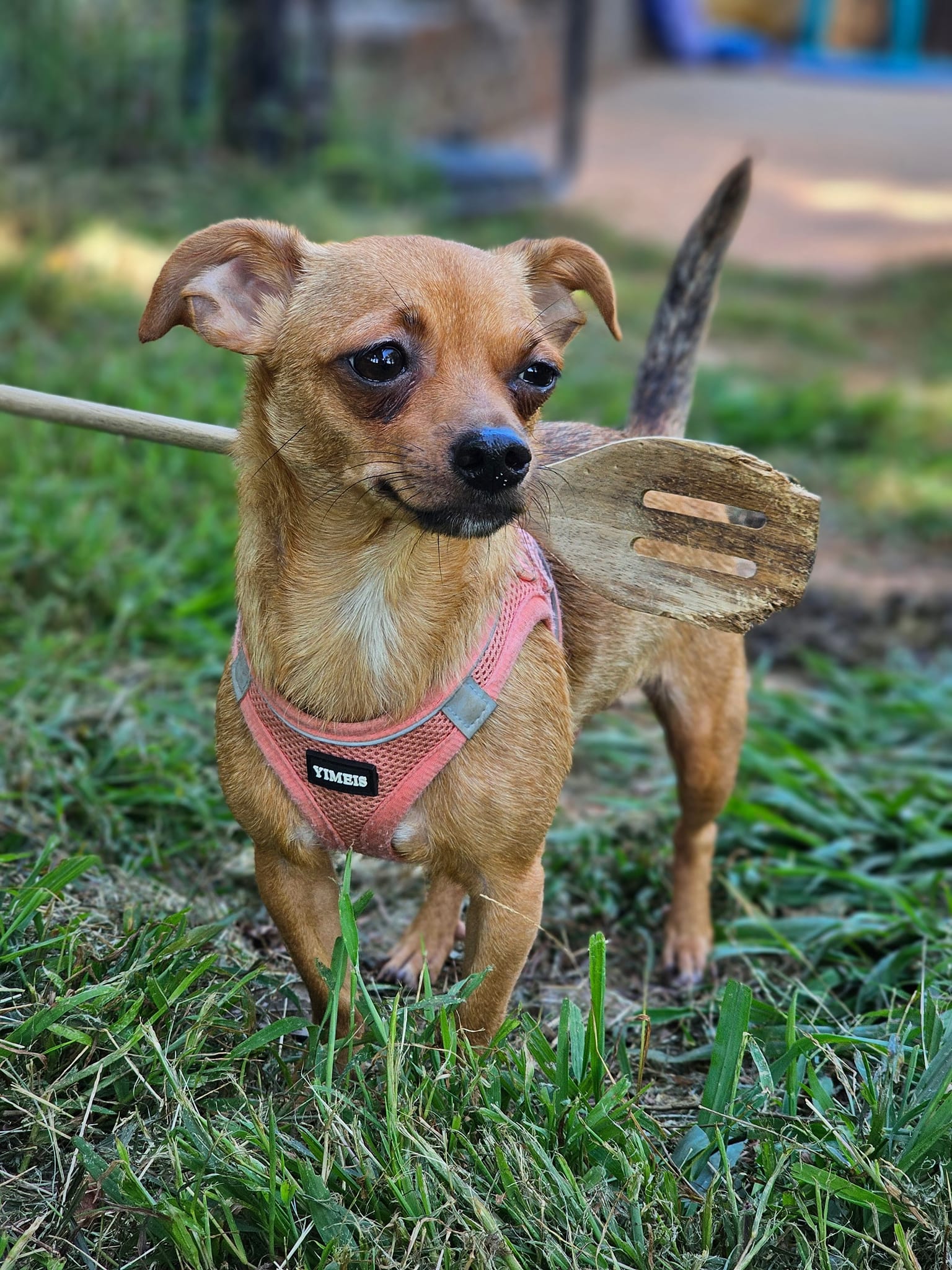 adoptable Dog in Greenville, SC named Kodiak