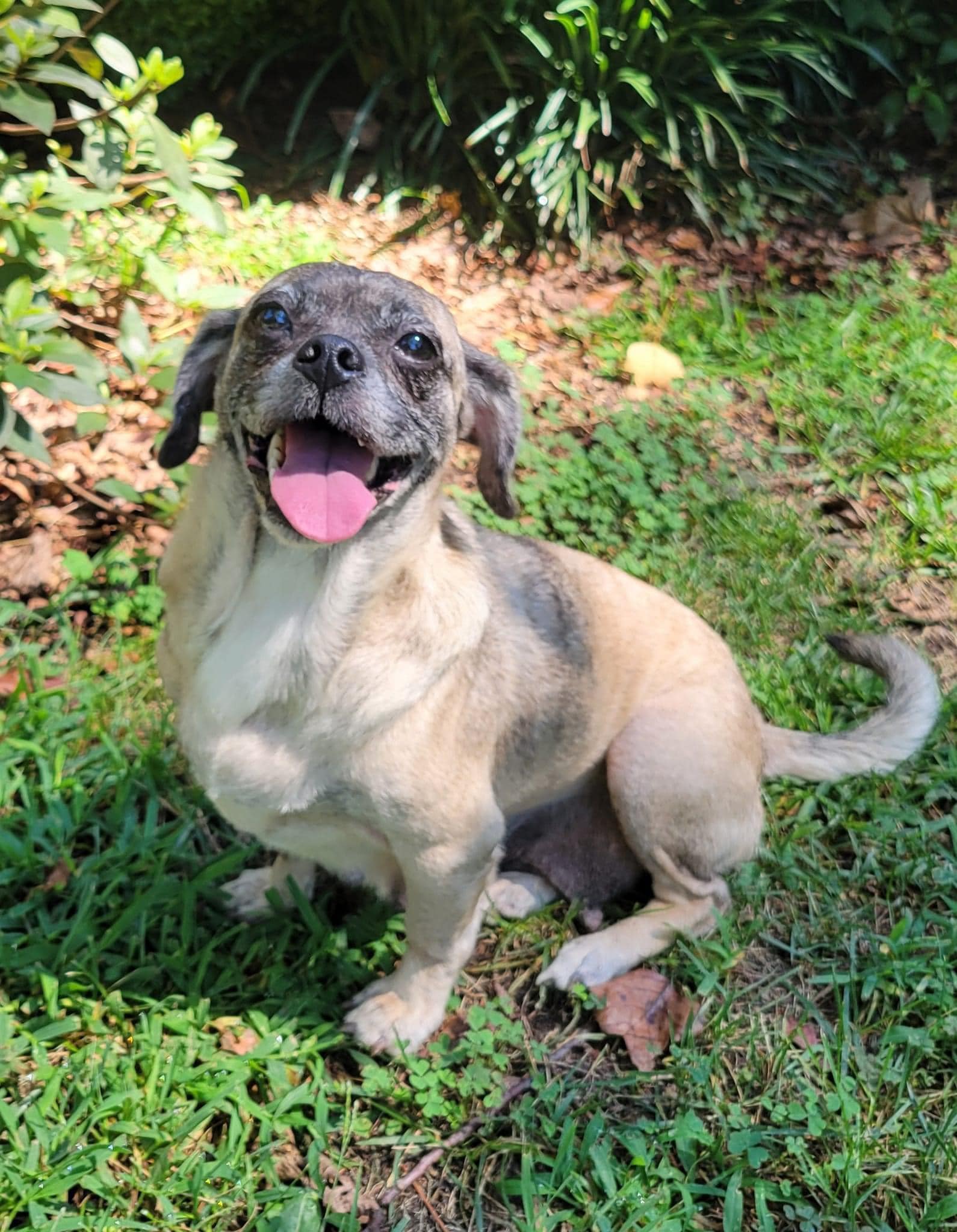 adoptable Dog in Greenville, SC named Sookie