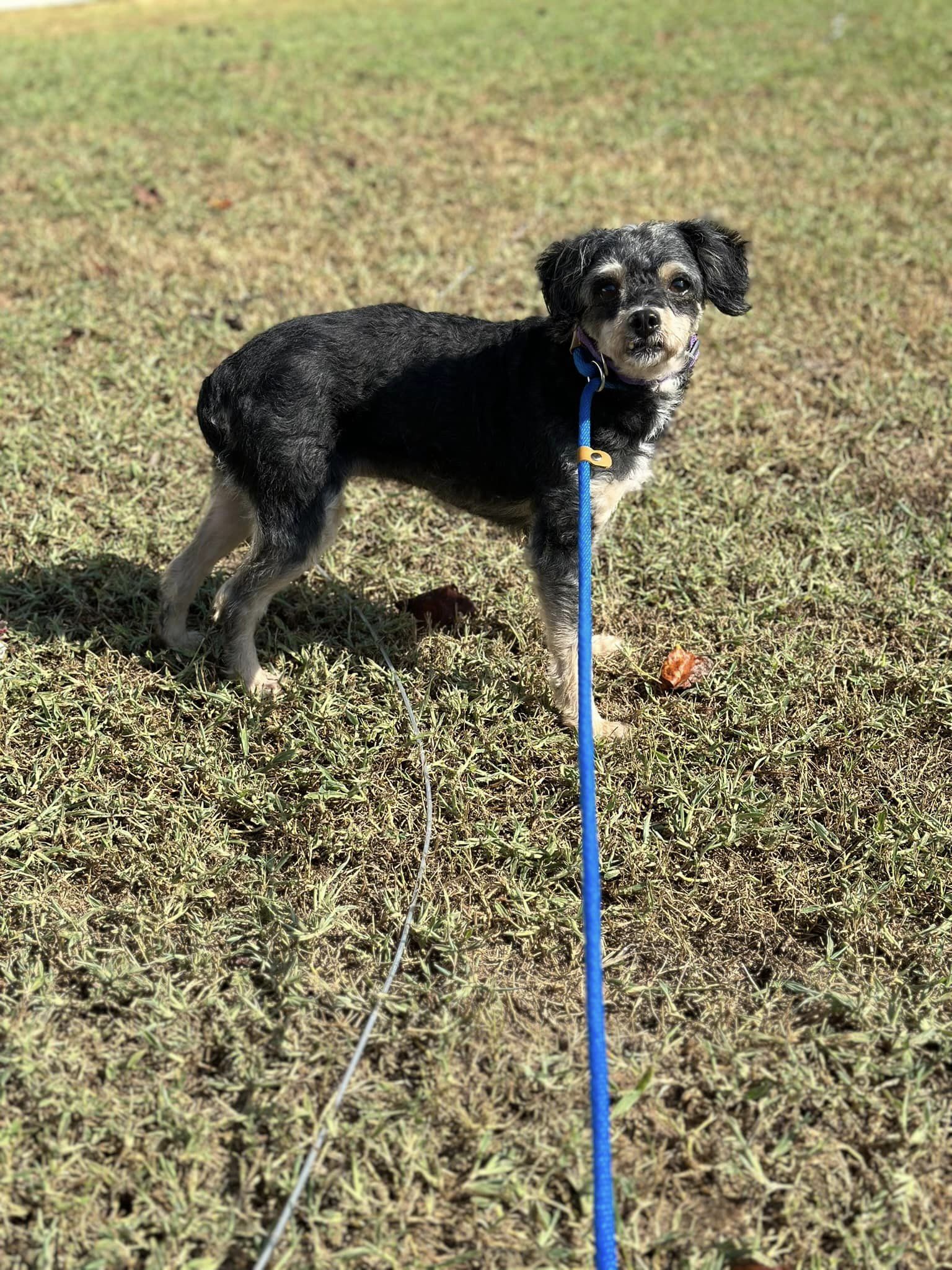 adoptable Dog in Greenville, SC named Arianna