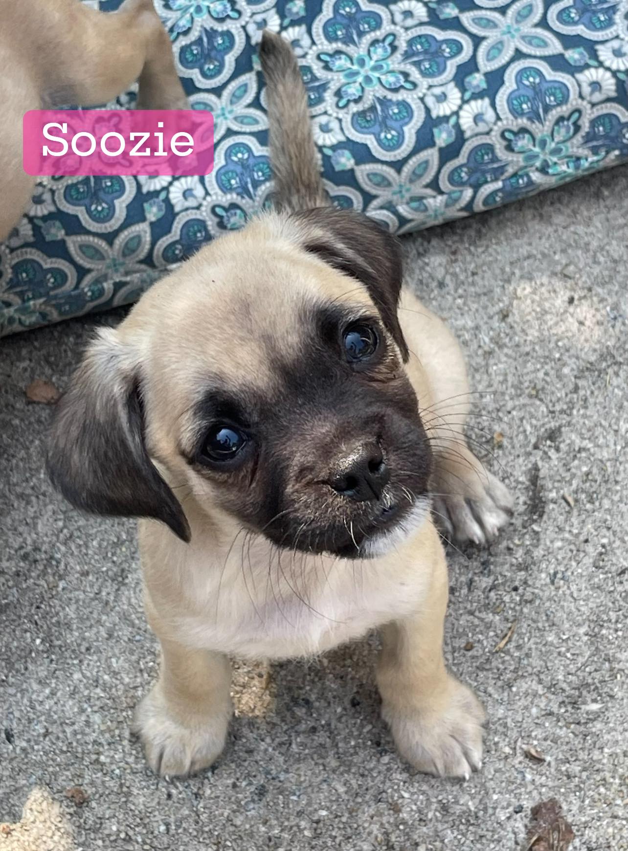 adoptable Dog in Greenville, SC named Soozie