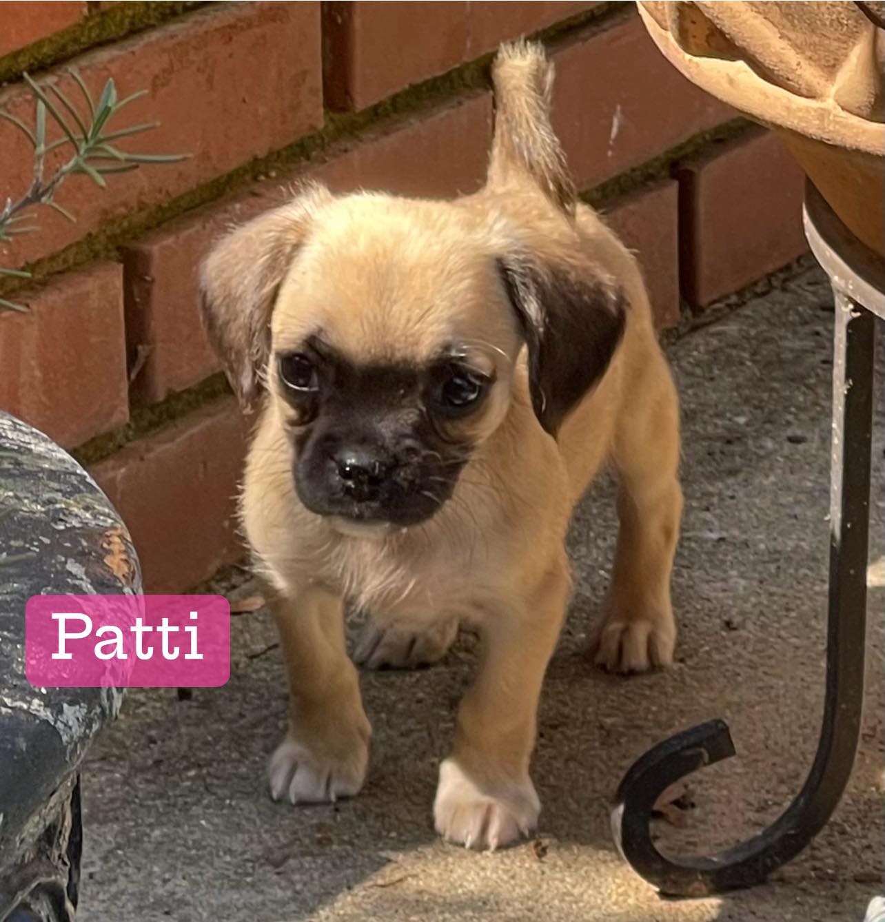 adoptable Dog in Greenville, SC named Patti