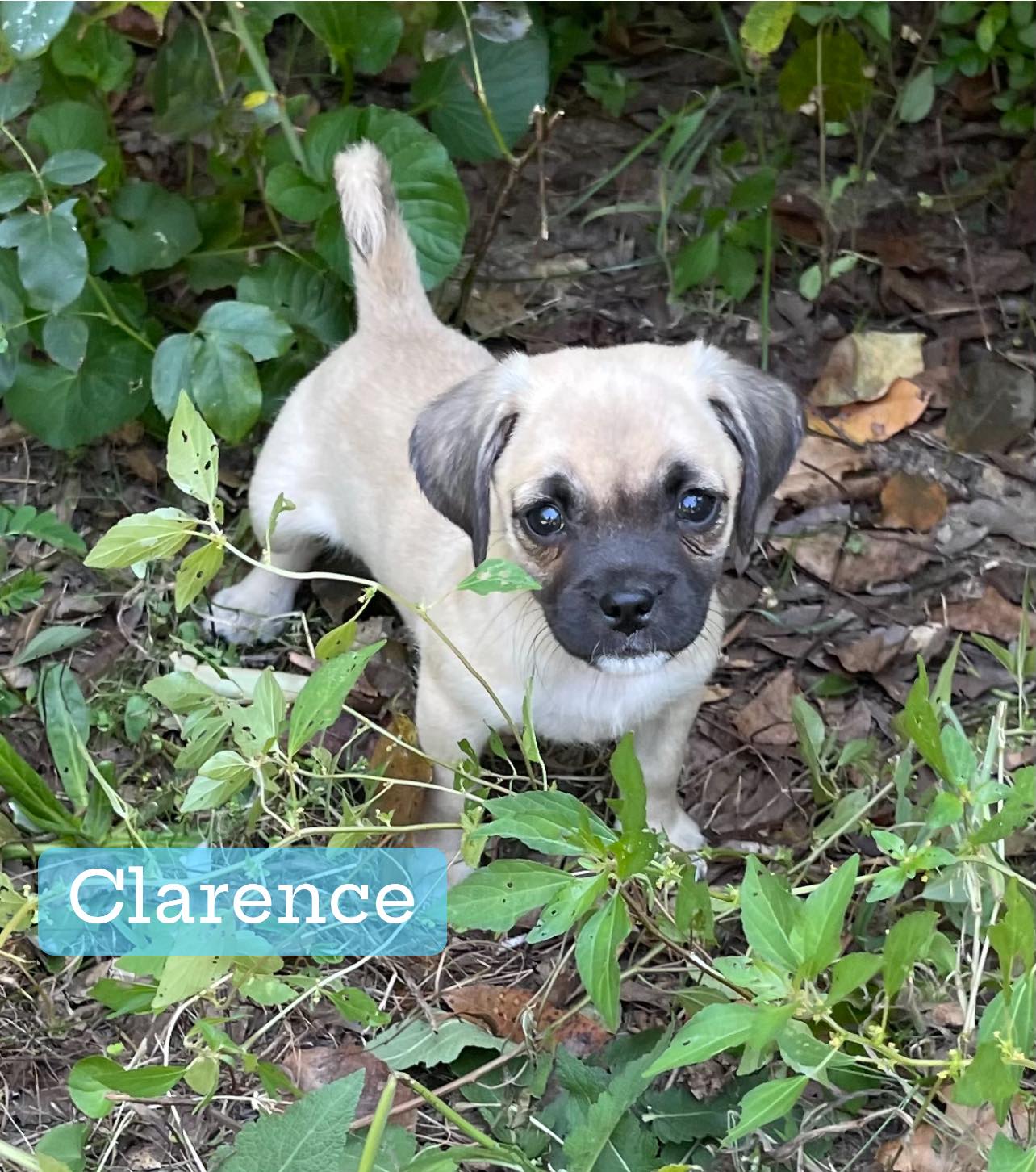 adoptable Dog in Greenville, SC named Clarence