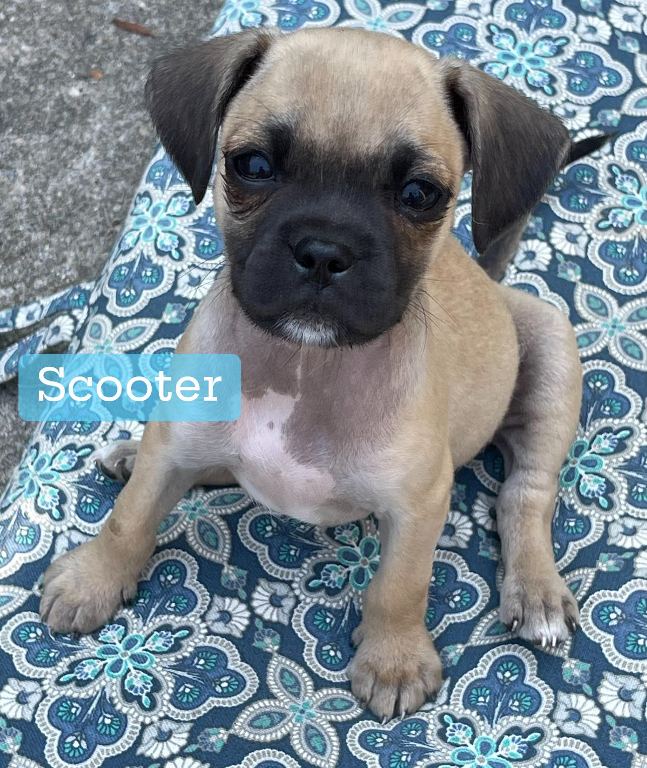 adoptable Dog in Greenville, SC named Scooter