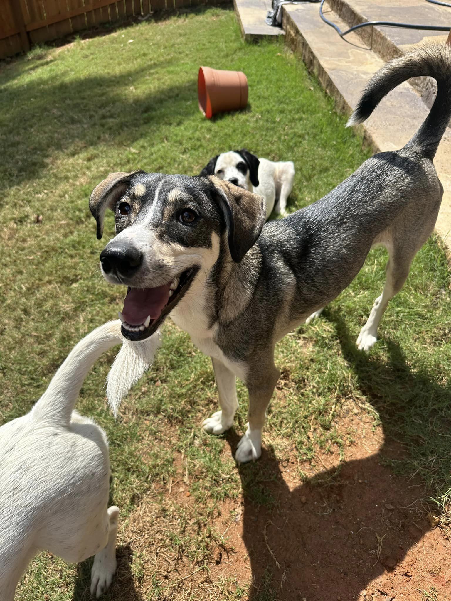 adoptable Dog in Greenville, SC named Millie