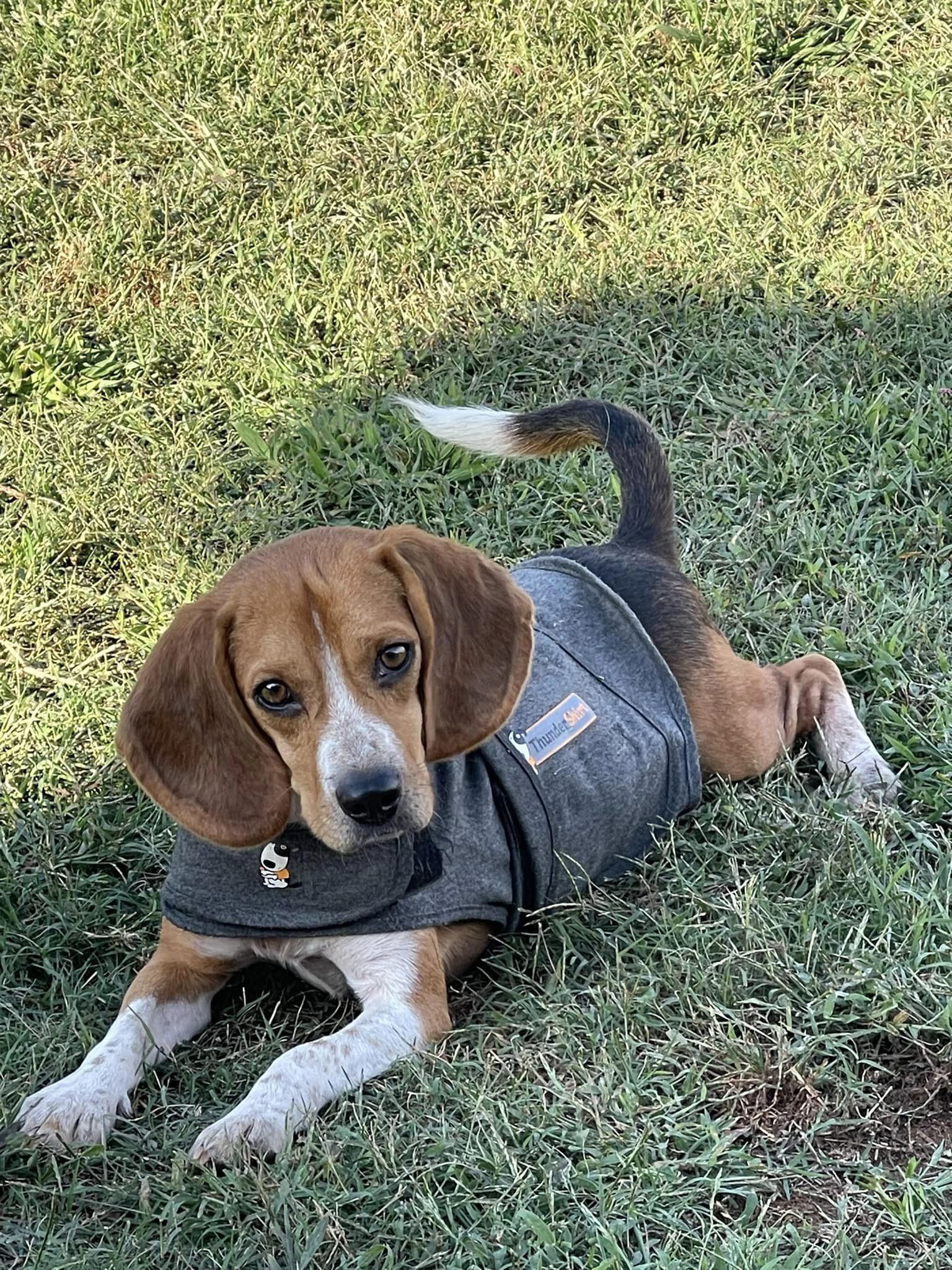 adoptable Dog in Greenville, SC named Shorty