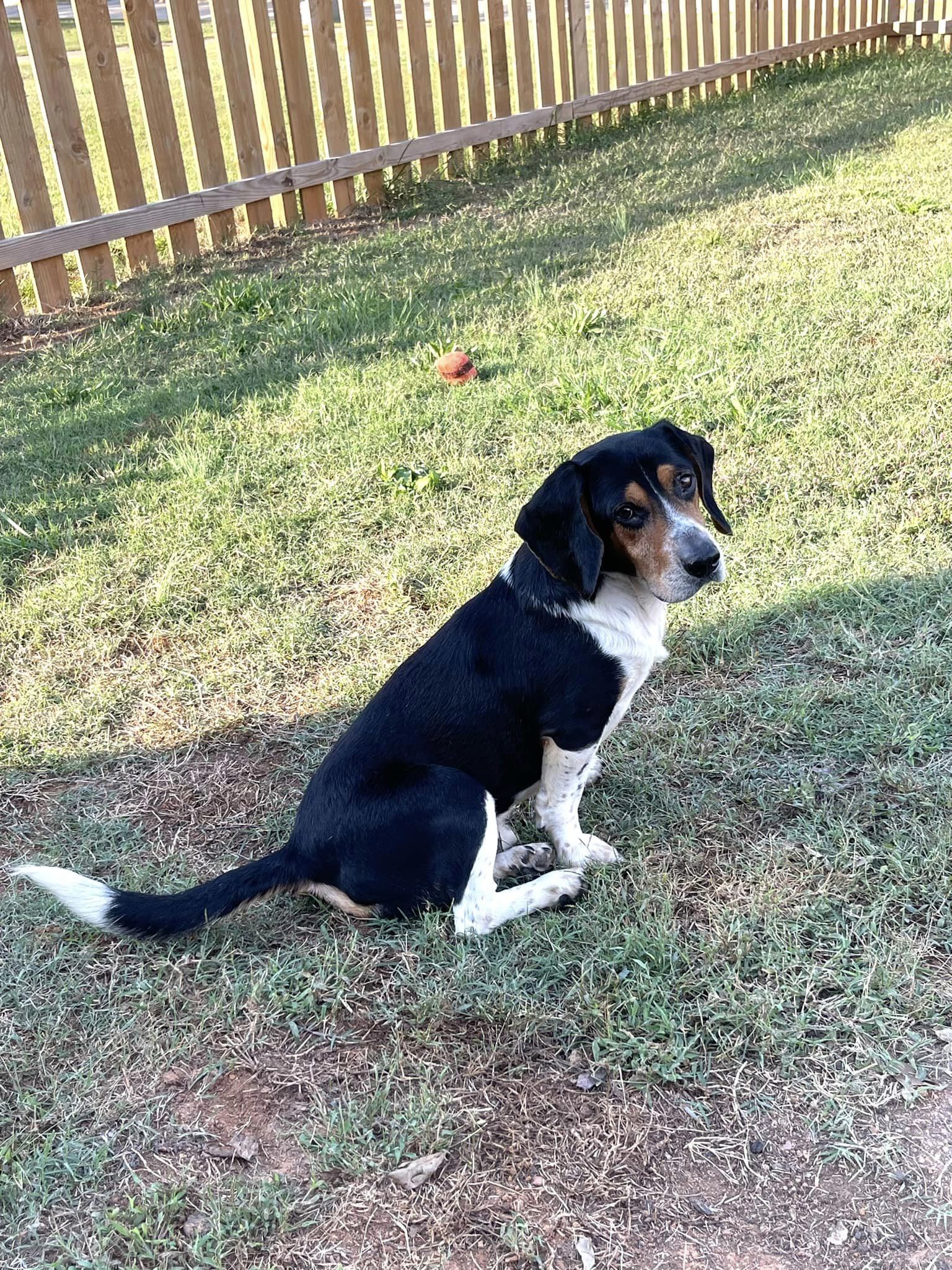 adoptable Dog in Greenville, SC named Conway