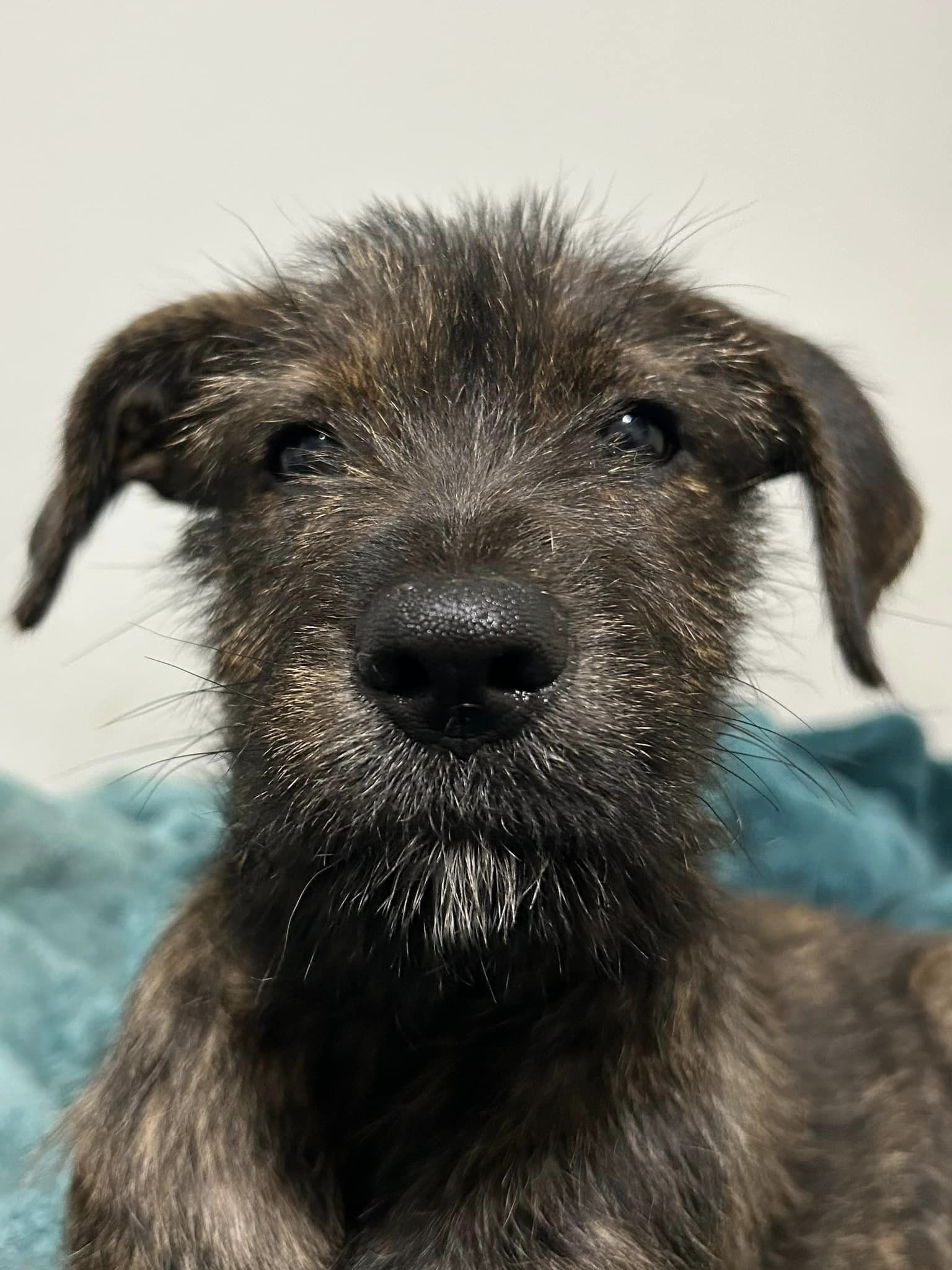 adoptable Dog in Greenville, SC named Luffy