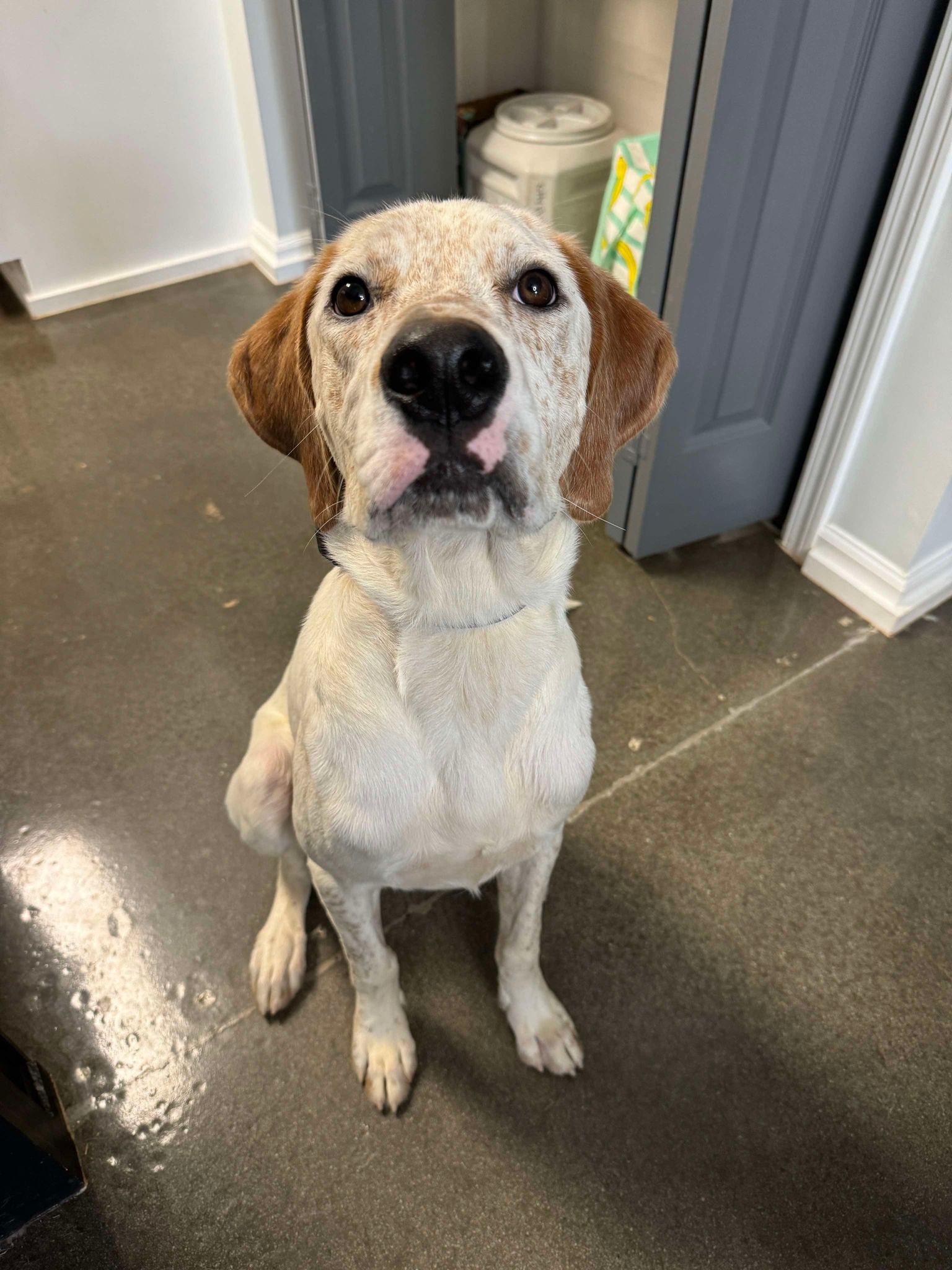 adoptable Dog in Greenville, SC named Chef