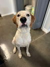 adoptable Dog in greenville, IL named Chef