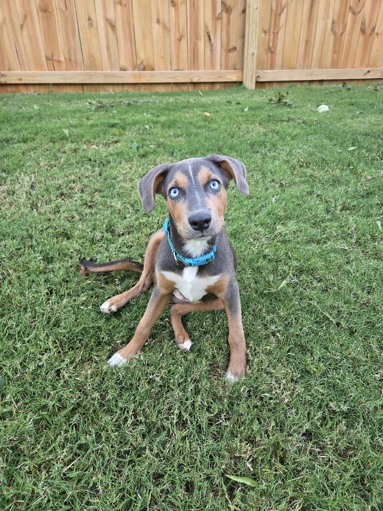 adoptable Dog in Greenville, SC named Champagne