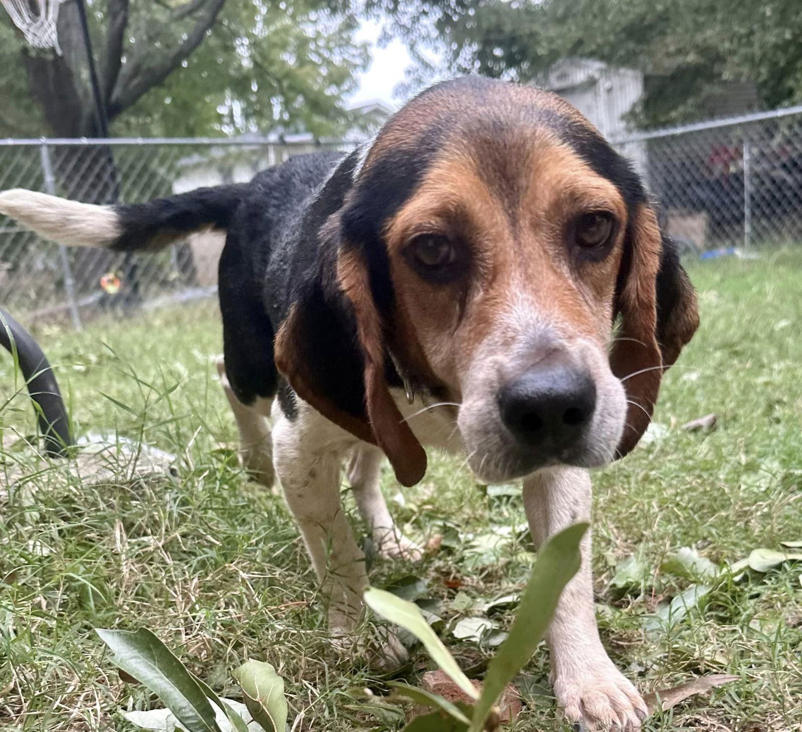 adoptable Dog in Greenville, SC named Lulu