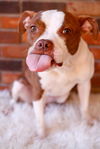 adoptable Dog in  named Honeybee