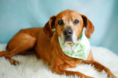 picture of the dog needing adoption